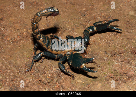 Heterometrus scaber.  family SCORPIONIDAE. Giant forest Scorpion Stock Photo
