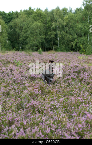 A German Pointer running through the heather Stock Photo