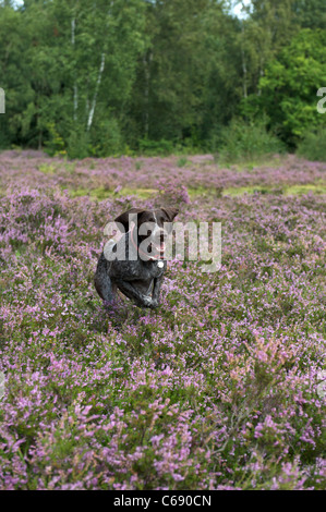 A German Pointer running through the heather Stock Photo