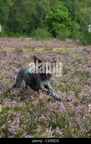 A German Pointer running through the heather Stock Photo