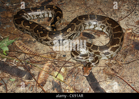 INDIAN ROCK PYTHON. Python molurus molurus, non venomous. rare Stock Photo