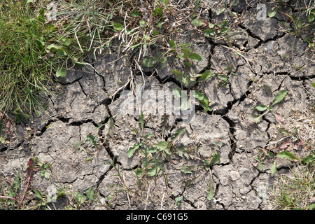 dried cracked earth due to drought Saskatoon Saskatchewan Canada Stock Photo