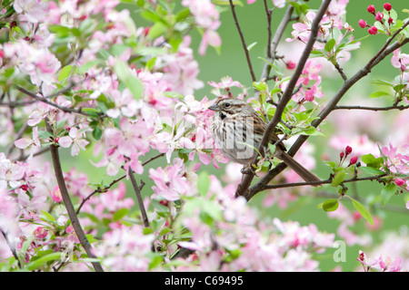 Song Sparrow perching in Crabapple Tree Stock Photo