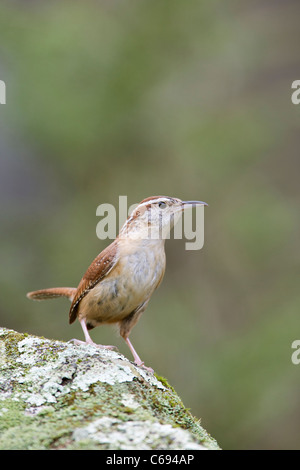 Carolina Wren on lichen - vertical Stock Photo