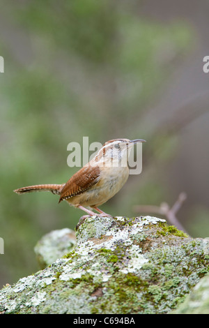 Carolina Wren on lichen - vertical Stock Photo