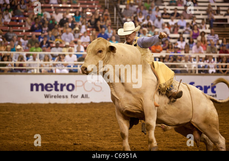 Rodeo Cowboy bull riding at the Mesquite Championship Rodeo,  Mesquite, Texas, USA Stock Photo