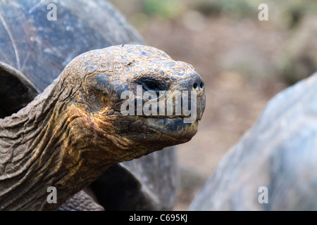 Close up of the head and face of a Galapagos Giant Tortoise on Floreana Island, Galapagos Stock Photo