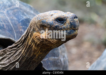 Close up of the head and face of a Galapagos Giant Tortoise on Floreana Island, Galapagos Stock Photo