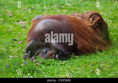 Bornean Orangutan male resting on the grass at Dublin zoo. Stock Photo
