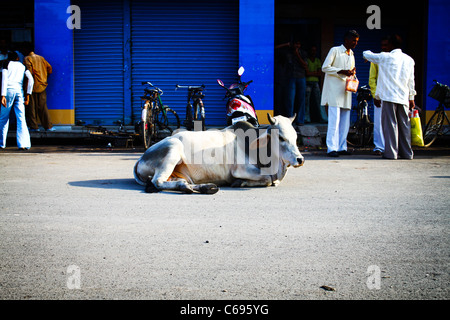 A cow sitting in the road in Madhya Pradesh, India. Stock Photo