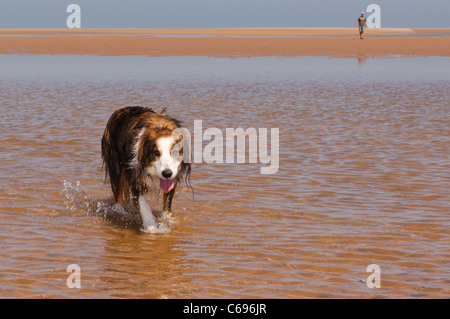 A border collie dog running on the beach at Wells-next-the-sea , Norfolk , England , Britain , Uk Stock Photo