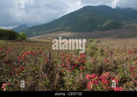 View of the wetlands in Phobjikha valley. bhutan Stock Photo