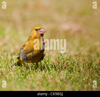 Male Greenfinch  (Carduelis chloris) on the ground, Warwickshire Stock Photo