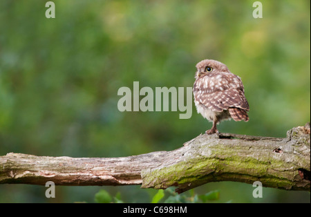 Juvenile Little Owl (Athene noctua) perched on tree branch