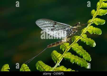 Mayfly,(disambiguation) Stock Photo
