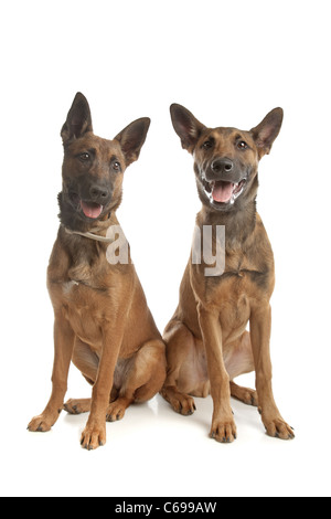 two Belgian Shepherd Dog (Malinois)puppies in front of a white background Stock Photo