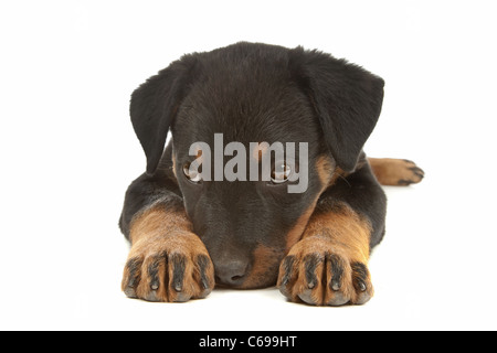 Rottweiler puppy in front of a white background Stock Photo