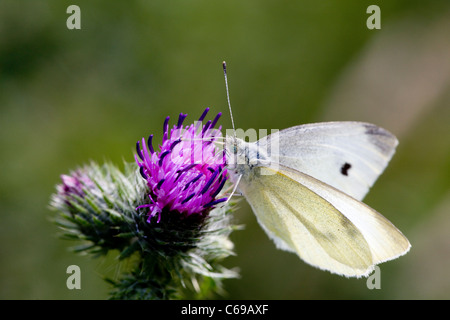 Small white butterfly (Artogeia rapae ) on thistle Stock Photo