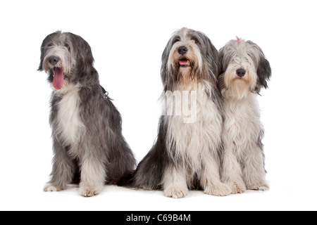 three Bearded Collie dogs in front of a white background Stock Photo
