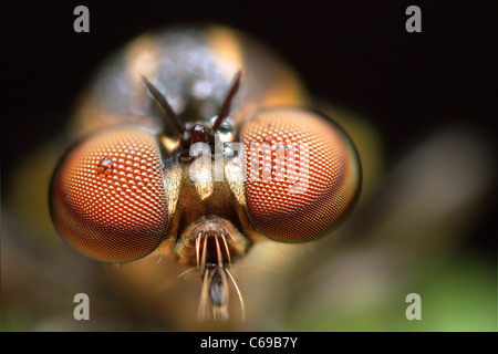 Robber Fly, Holcocephala fusca Stock Photo