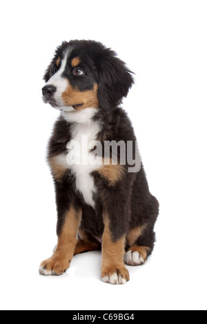 Bernese Mountain Dog puppy in front of a white background Stock Photo