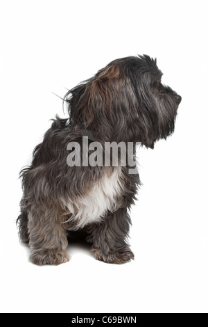 mixed breed dog in front of a white background Stock Photo - Alamy