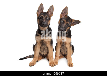 two German shepherd puppies in front of a white background Stock Photo
