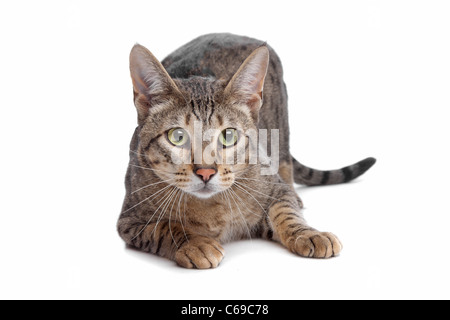 Savannah cat in front of a white background Stock Photo