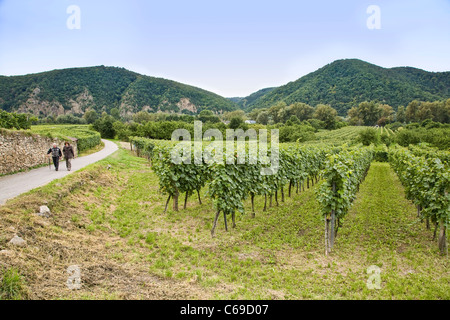 A couple walks along a path in the vineyards in the Wachau Valley at Durnstein, Austria Stock Photo