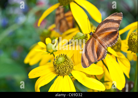 A Banded Orange (Dryadula phaetusa) butterfly on yellow Cone Flowers. Stock Photo