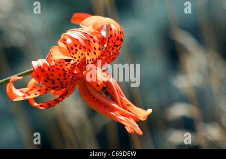 Gorgeous orange tiger lily with brown spots Stock Photo