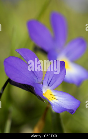 Dune pansy or Sand pansy ssp curtisii Stock Photo