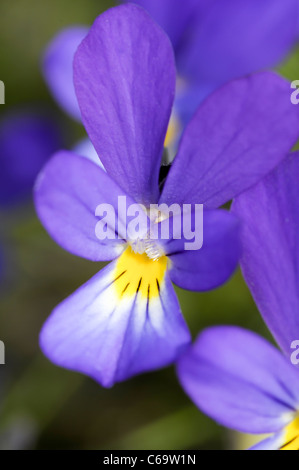 Dune pansy or Sand pansy ssp curtisii Stock Photo