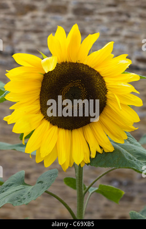 Yellow circular hairy sunflower (Helianthus hirsutus) with other blurred  flowers in the background, yellow leaves with hairy stems, late summer  bloomi Stock Photo - Alamy