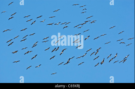 Common Crane, Eurasian Crane (Grus grus). Flock in flight. Stock Photo