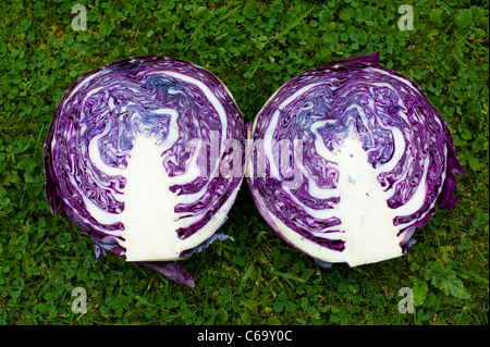 Organic red cabbage cut in half Stock Photo