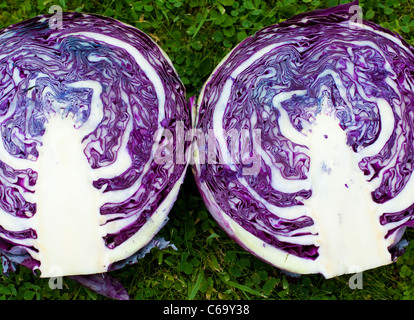 Organic red cabbage cut in half Stock Photo
