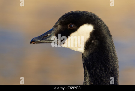 Canada Goose (Branta canadensis), portrait of adult. Stock Photo