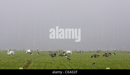 Canada Goose (Branta canadensis). Geese and Whooper Swans (Cygnus cygnus) grazing on a field. Stock Photo