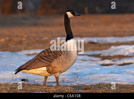 Canada Goose (Branta canadensis), adult standing on a meadow with melting snow. Stock Photo