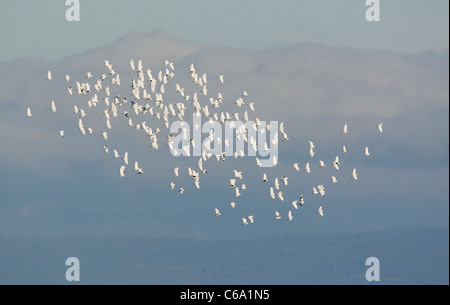 Cattle Egret, Buff-backed Heron (Bubulcus ibis, Ardeola ibis). Flock in flight. Stock Photo