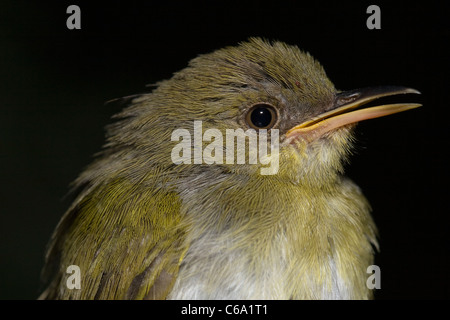 Eurasian Reed Warbler, Acrocephalus scirpaceus, Ethiopia Stock Photo