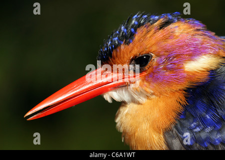 African Pygmy Kingfisher, Ispidina picta, Ethiopia Stock Photo