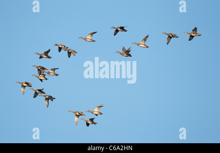 Gadwall (Anas strepera). Flock in flight with one Wigeon (Anas penelope). Stock Photo