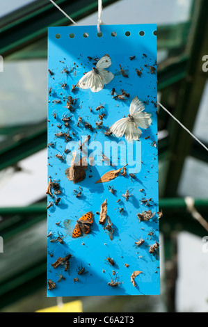 Flies, butterflies and moths stuck to a fly paper trap in a greenhouse. UK Stock Photo