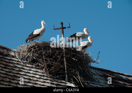 Young White Storks waiting for food in the Euronatur stork village Cigoc in Lonjsko Polje nature park in Croatia. Stock Photo