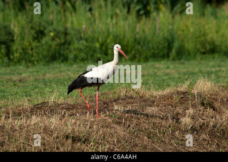 White Stork looking for food in the Save flood plains near Cigoc in Lonjsko Polje nature park in Croatia.  Weißstorch auf Acker. Stock Photo