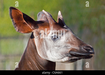 Portrait of okapi (Okapia johnstoni Stock Photo - Alamy
