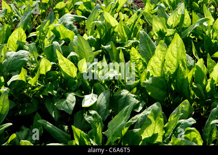 Vegetable plot of spinach (Spinacia oleracea), vegatable garden. Stock Photo