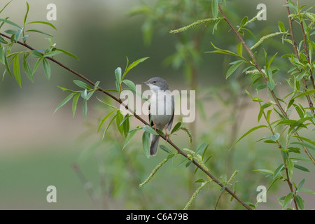 Common Whitethroat on Natural perch and habitat. Stock Photo